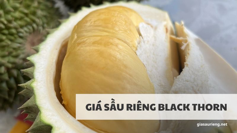 Giá sầu riêng Black Thorn là bao nhiêu? Đặc điểm sầu riêng Black Thorn