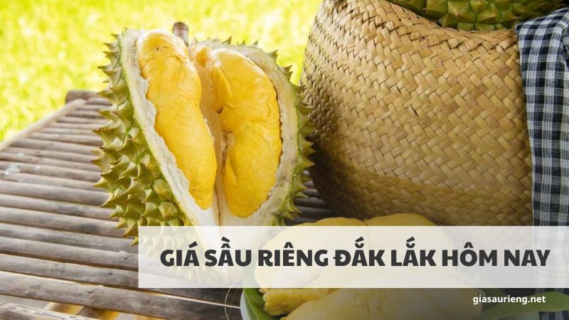 Giá sầu riêng Đắk Lắk hôm nay mới nhất - Cập nhật chính xác