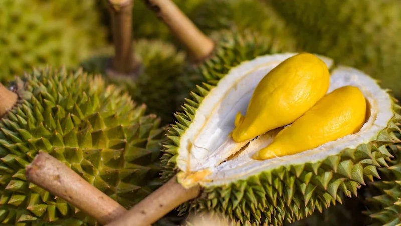 Giá sầu riêng Lâm Đồng hôm nay mới nhất
