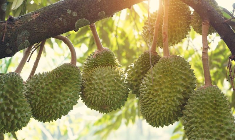 Yếu tố ảnh hưởng đến giá sầu riêng Lâm Đồng hôm nay