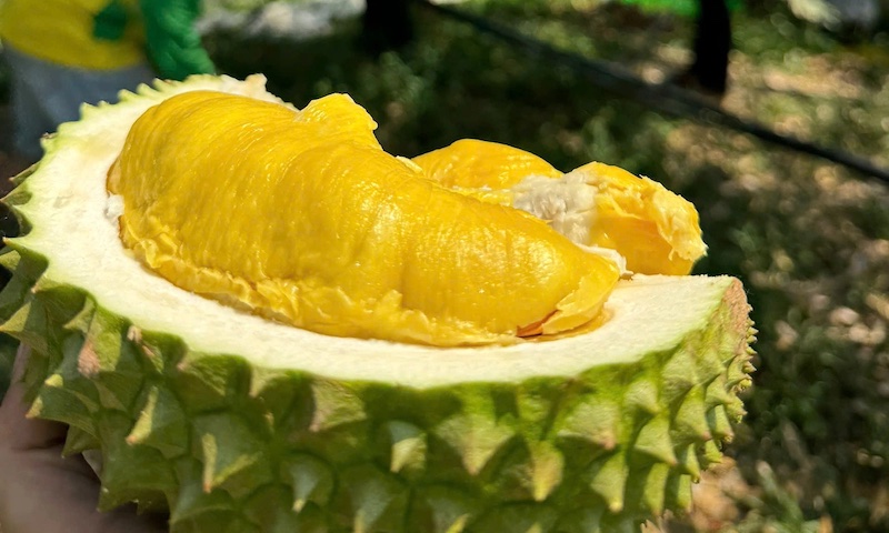 Sầu riêng Musang King