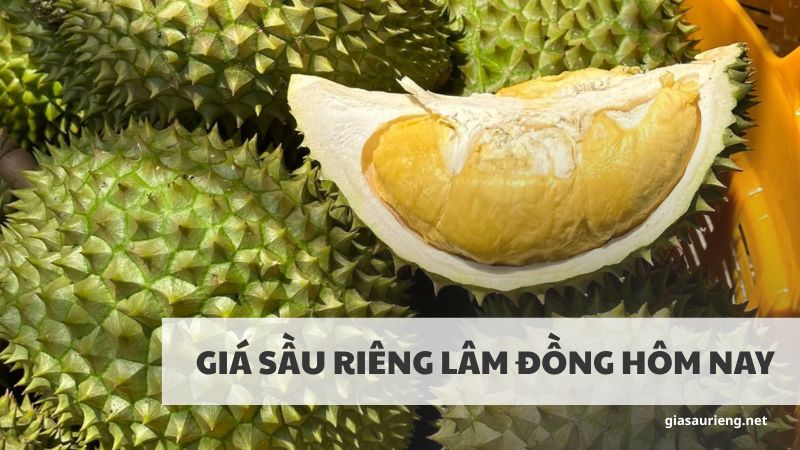 Cập nhật giá sầu riêng Lâm Đồng hôm nay mới nhất