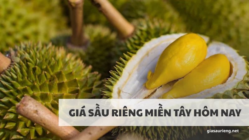 Giá sầu riêng miền Tây hôm nay mới nhất là bao nhiêu?