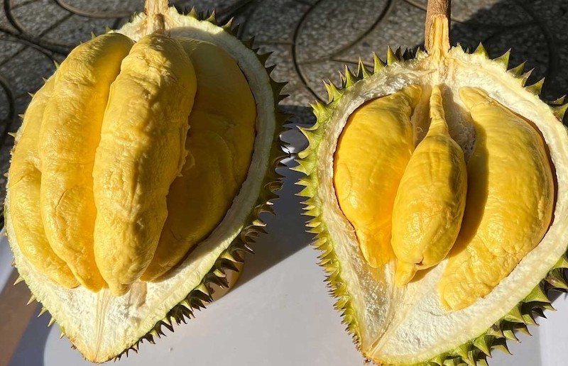 Yếu tố ảnh hưởng đến giá sầu riêng Musang King hôm nay
