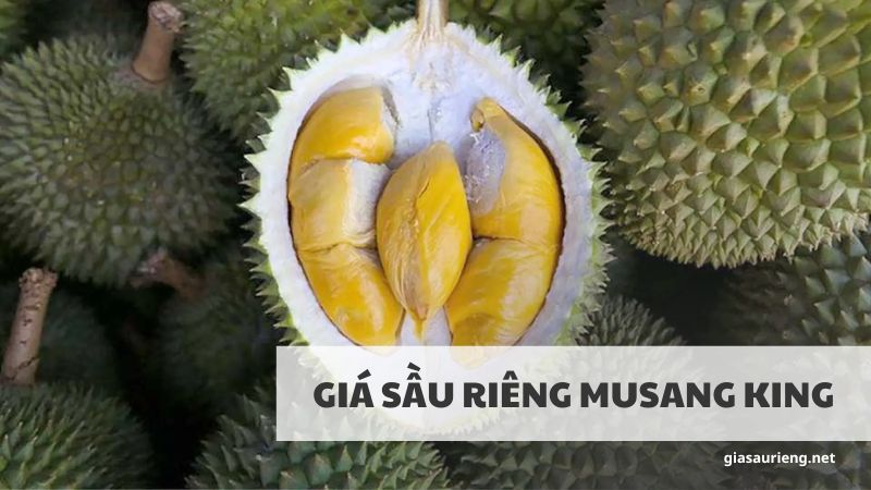 Giá sầu riêng Musang King hôm nay - Cập nhật giá sầu riêng mới nhất