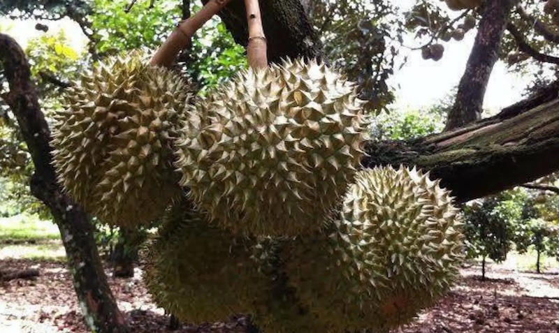 Sầu riêng óc khỉ là gì?