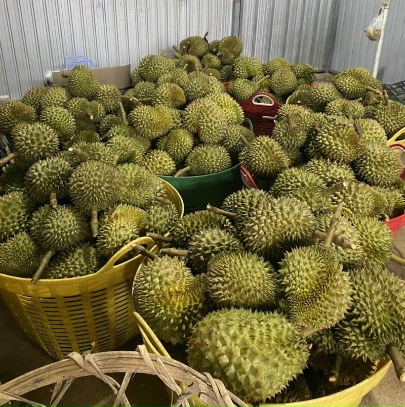Cách bảo quản sầu riêng óc khỉ đúng cách