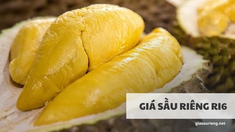 Giá sầu riêng Ri6 hôm nay mới nhất - Cập nhật chính xác