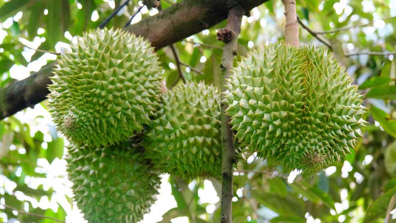 Yếu tố ảnh hưởng đến giá sầu riêng tại Tiền Giang