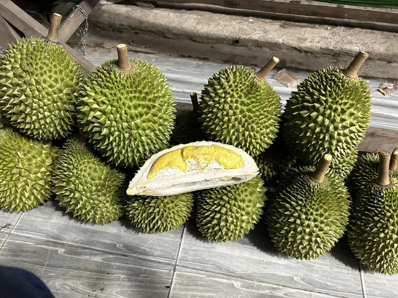 Sầu riêng tháng mấy có tùy thuộc vào từng khu vực trồng khác nhau