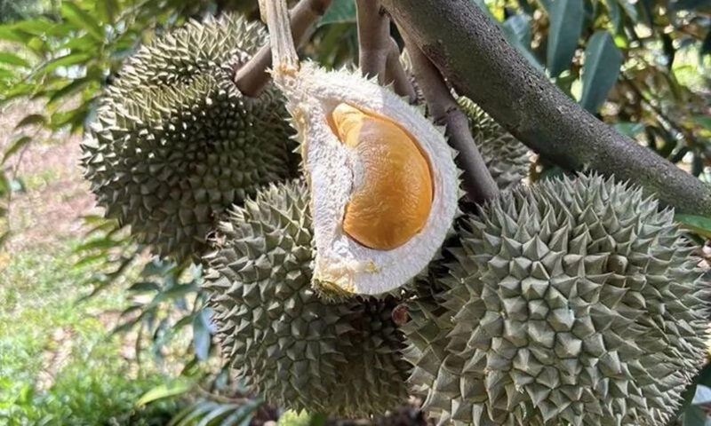 Sầu riêng chín đúng mùa có nhiều dấu hiệu nhận biết