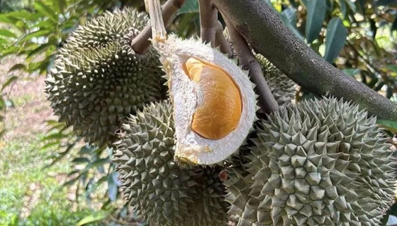 Tìm hiểu có bao nhiêu loại sầu riêng phổ biến hiện nay