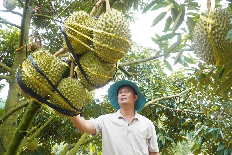 Tìm hiểu trồng sầu riêng mấy năm có trái để thu hoạch